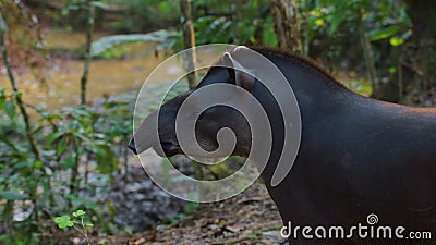 Profile view of Amazon Tapir in Ecuadorian amazon. Common names: Tapir, Danta Stock Photo